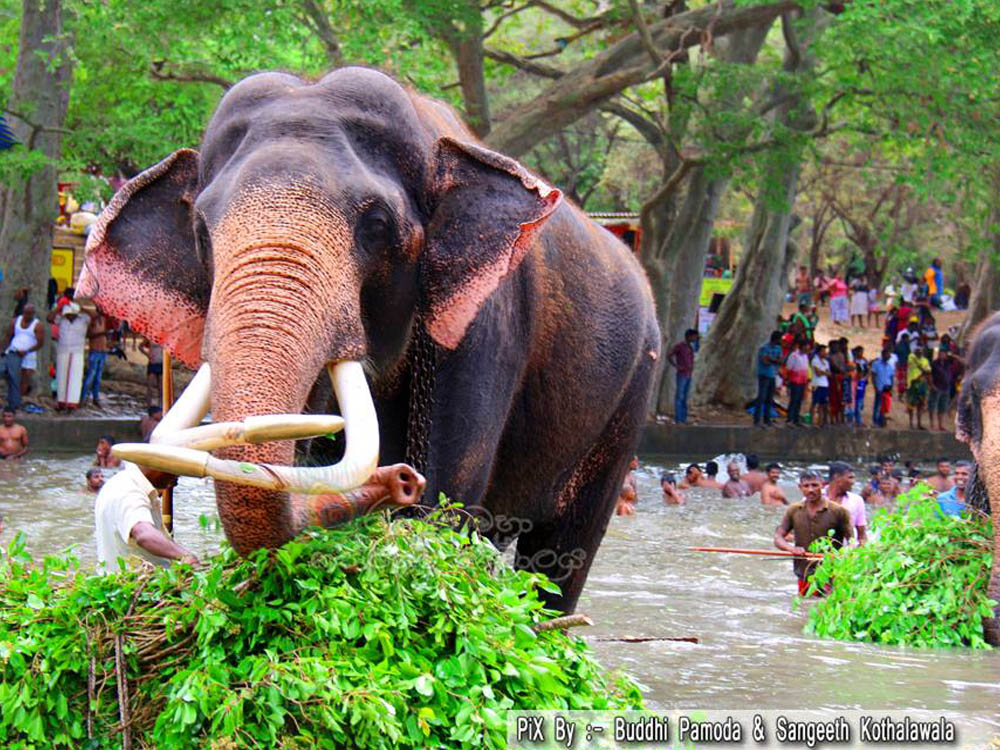 kataragama articles